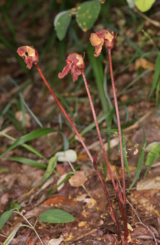 Image of Phelypaea coccinea specimen.