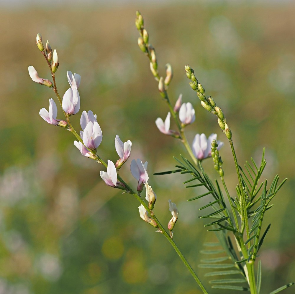 Изображение особи Astragalus sulcatus.