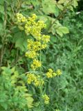 Galium verum