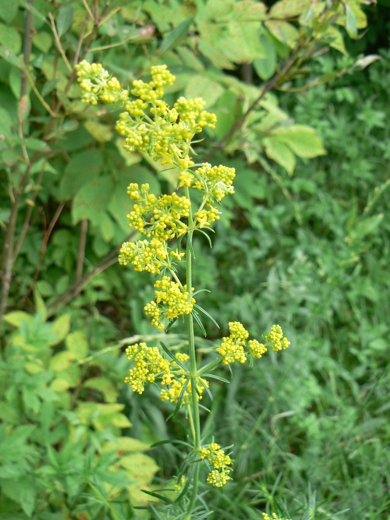 Image of Galium verum specimen.