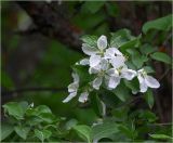 Malus prunifolia. Цветы и листья. Московская обл., Раменский р-н, окр. дер. Хрипань, садовый участок. 20.05.2021.