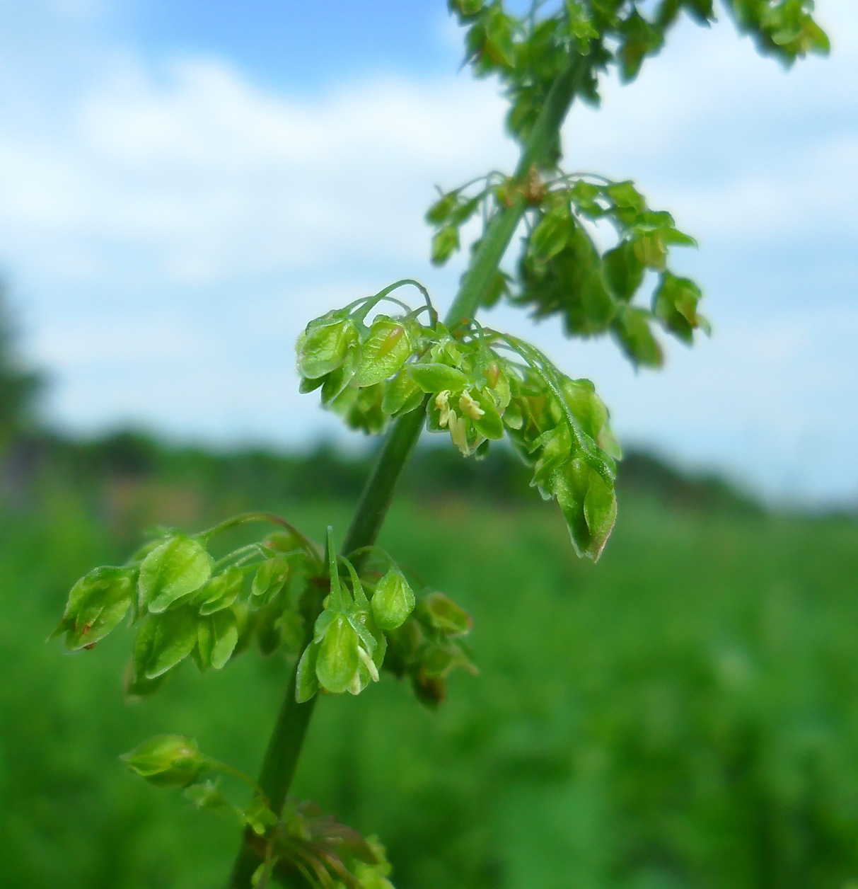 Image of Rumex stenophyllus specimen.