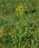 Image of taxon representative. Author is Тамара Риб