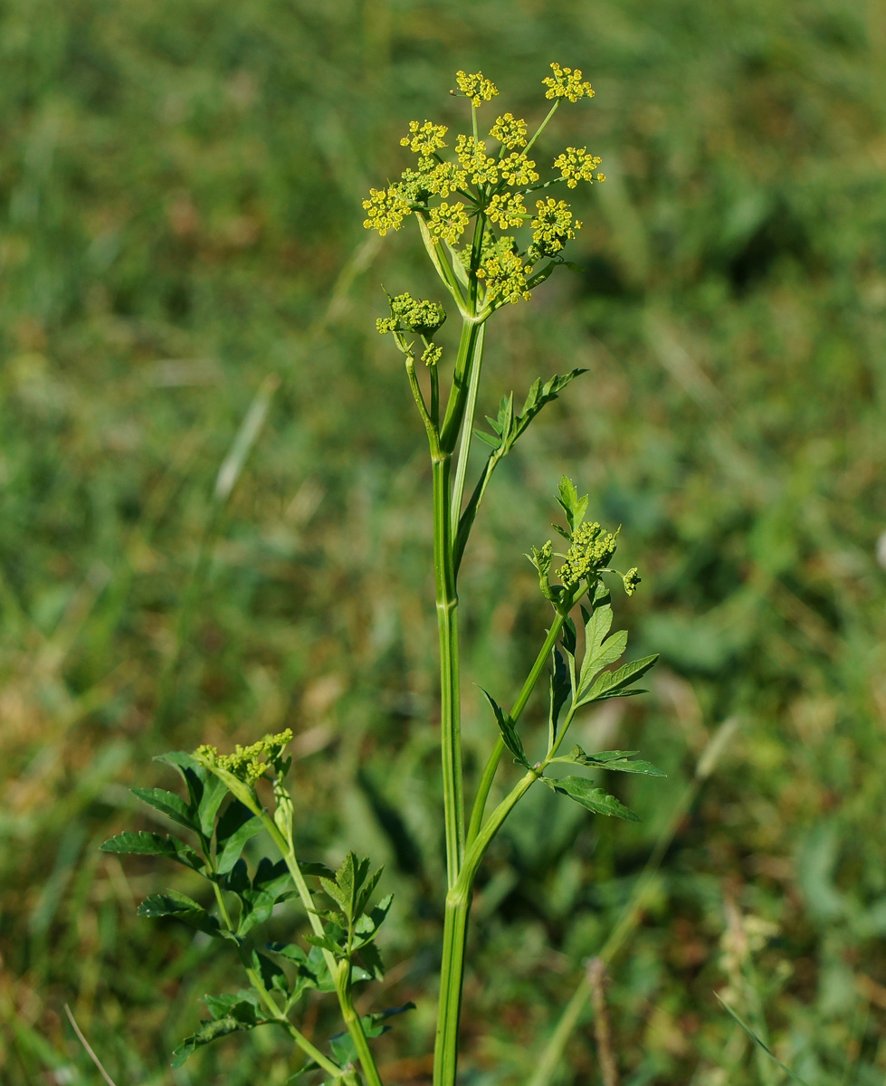 Image of Pastinaca sativa specimen.
