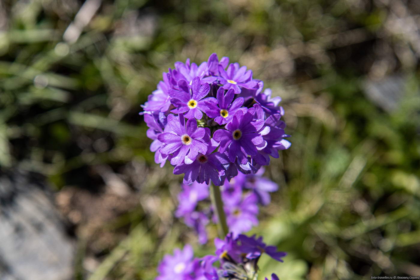 Image of genus Primula specimen.