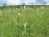 Plantago maxima