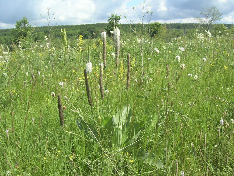 Изображение особи Plantago maxima.