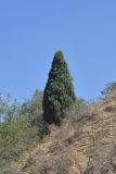 Juniperus seravschanica