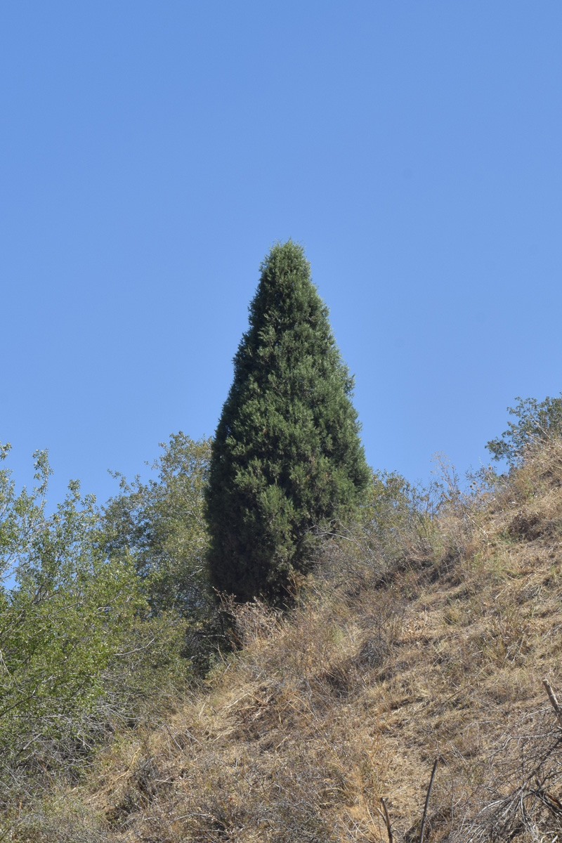 Image of Juniperus seravschanica specimen.