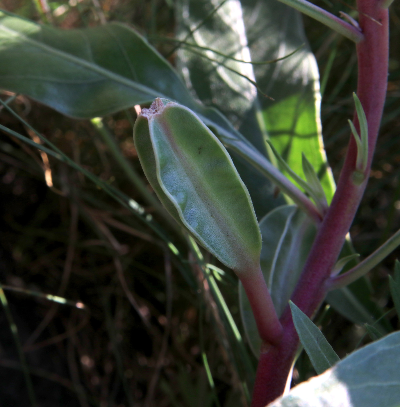 Изображение особи Oenothera macrocarpa.