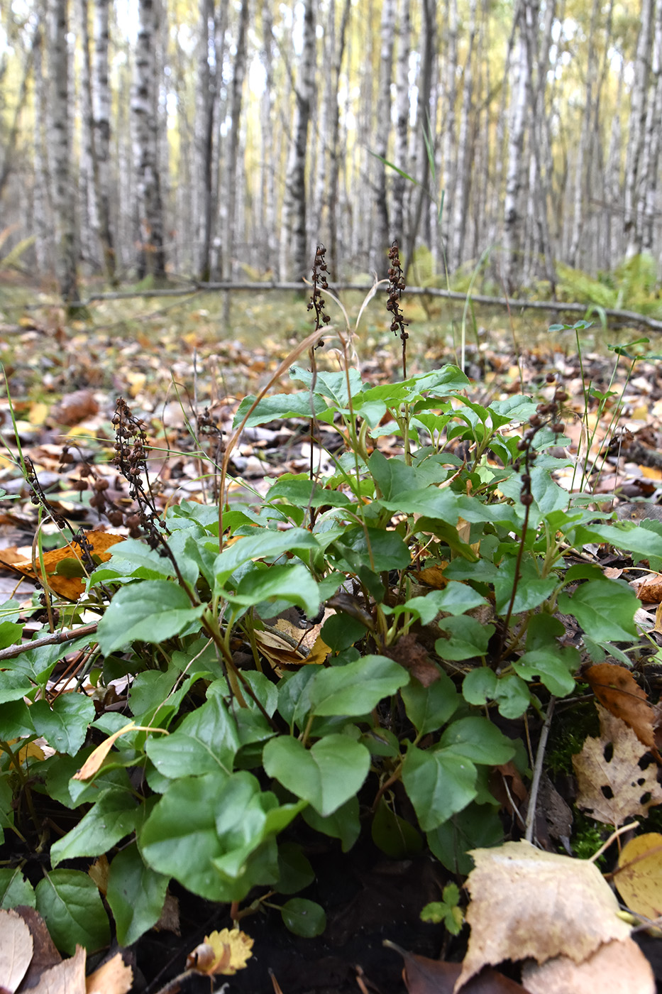 Изображение особи Orthilia secunda.