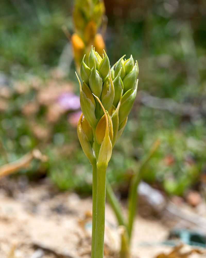 Image of Ornithogalum dubium specimen.