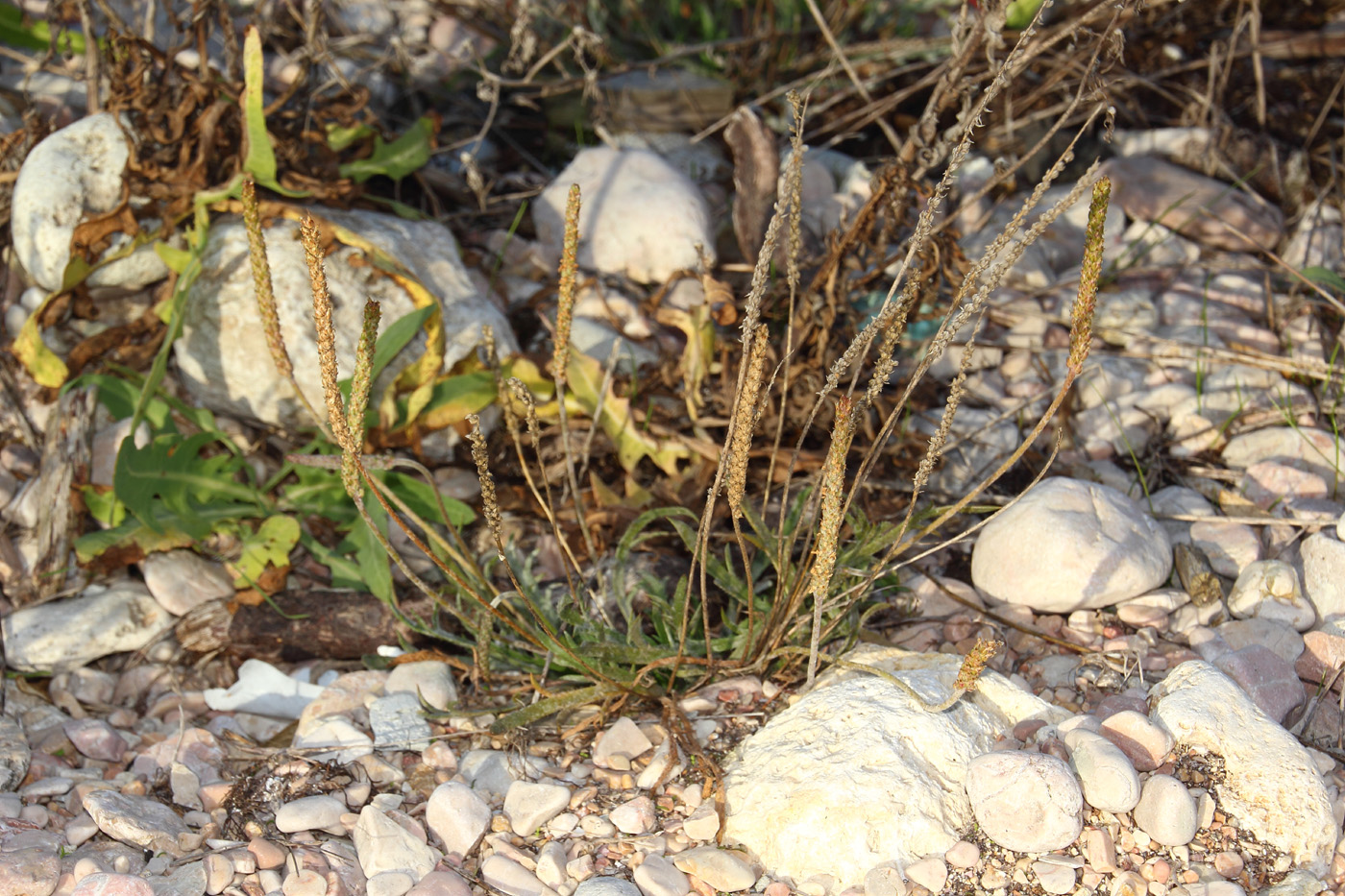 Изображение особи Plantago coronopus.