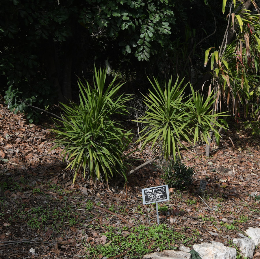 Изображение особи Cordyline stricta.