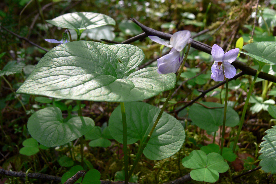 Image of Viola epipsila specimen.