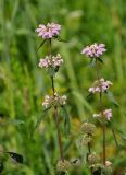 Phlomoides tuberosa. Верхушки побегов с соцветиями. Алтай, Чемальский р-н, ур. Чечкыш, луговой склон. 06.07.2021.