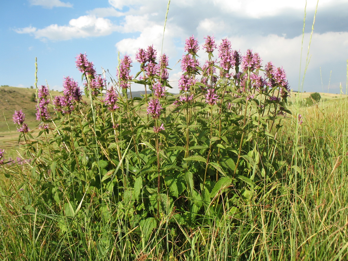 Изображение особи Betonica betoniciflora.