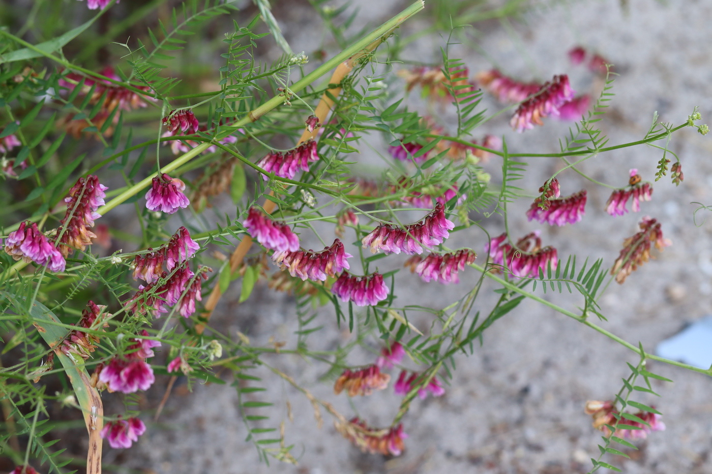 Изображение особи Vicia megalotropis.