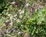 Pyrethrum parthenifolium. Цветущее растение. Абхазия, окр. г. Новый Афон, каменистый склон Иверской горы. 12.05.2021.