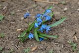 Scilla siberica