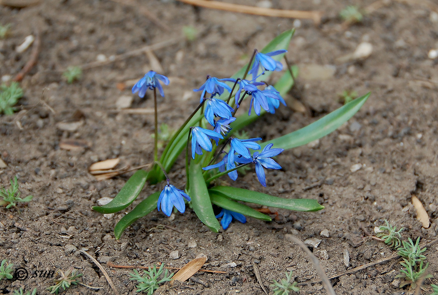 Image of Scilla siberica specimen.