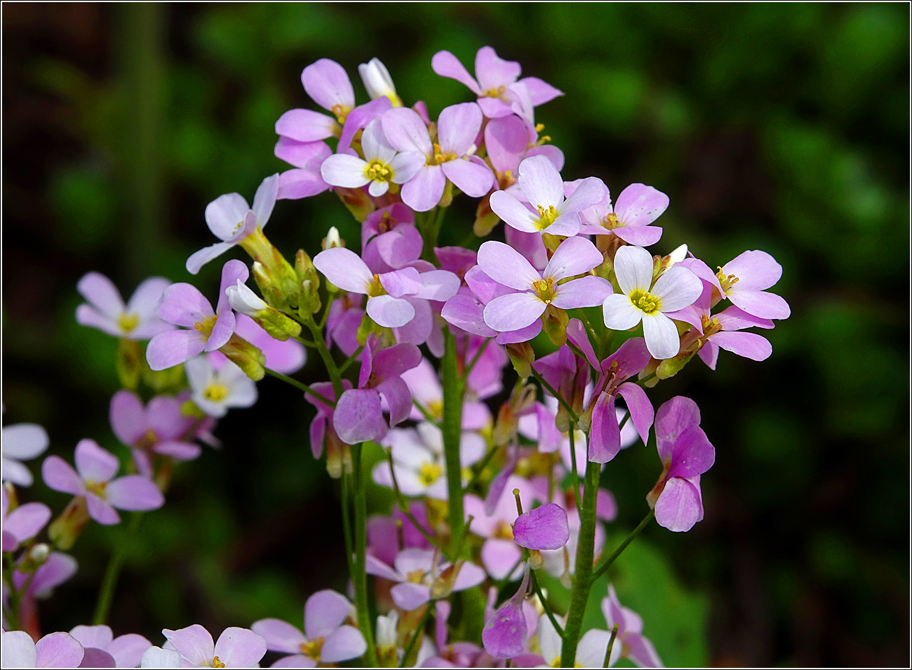 Изображение особи Arabis &times; arendsii.