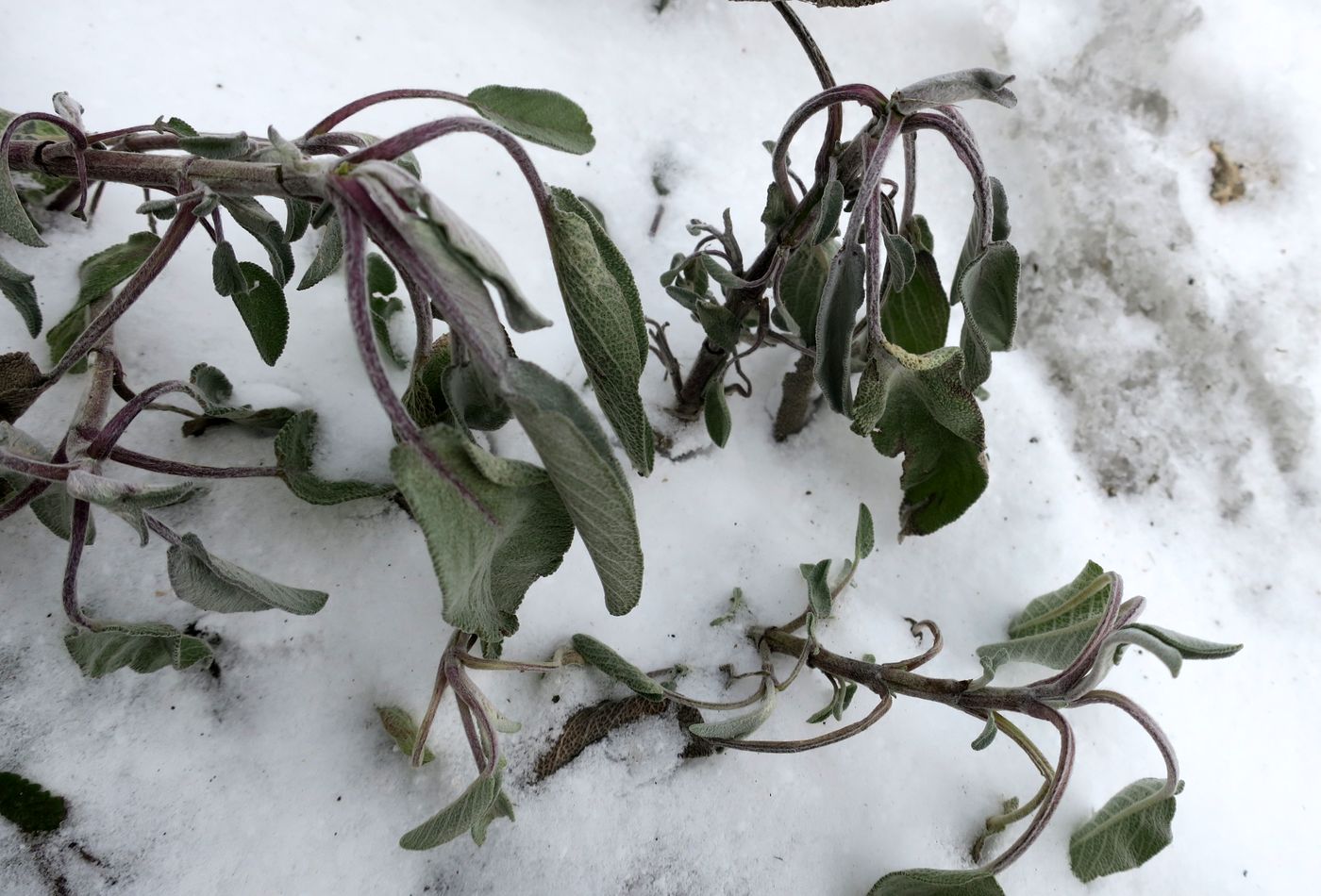 Image of Salvia officinalis specimen.