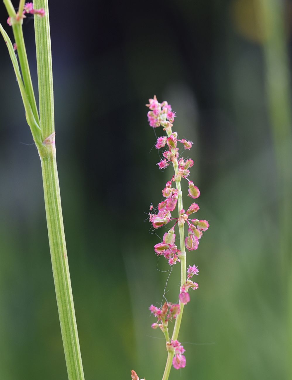 Изображение особи Rumex acetosa.