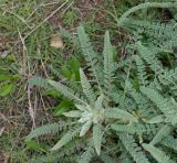 Astragalus aleppicus