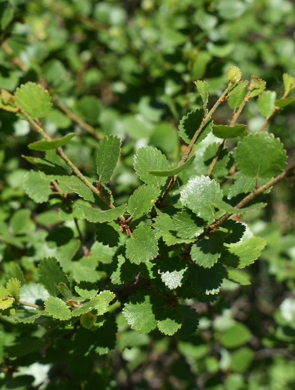 Image of Betula rotundifolia specimen.