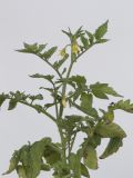 Lycopersicon esculentum