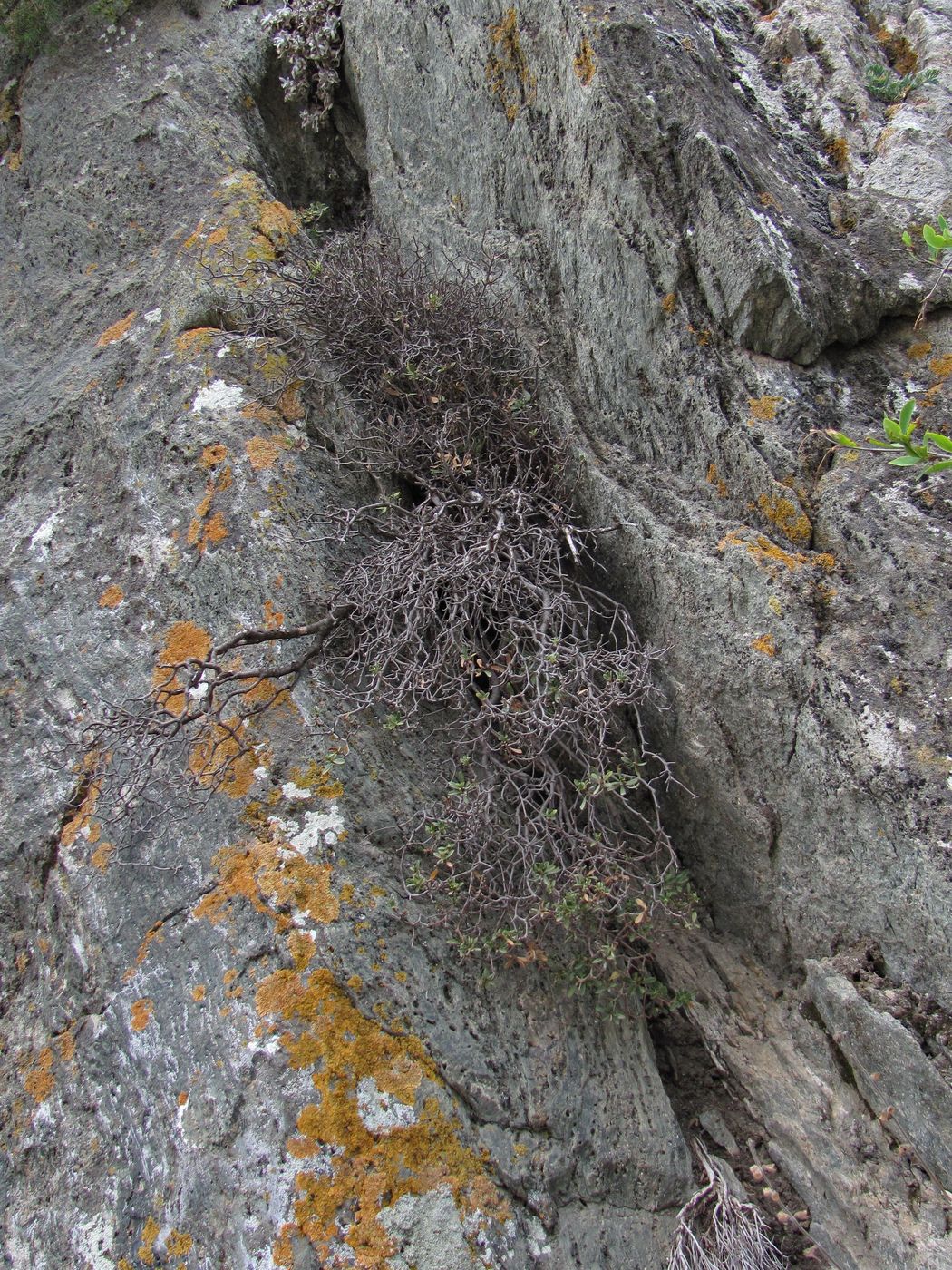 Image of Daphne baksanica specimen.