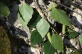 Betula pendula. Часть побега с соплодиями (видна абаксиальная поверхность листьев). Республика Ингушетия, Джейрахский р-н, нижнее течение р. Гулойхи, высота 1160 м н.у.м., берег старицы. 20 июня 2022 г.