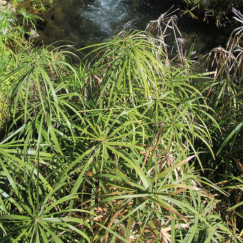 Image of Cyperus alternifolius specimen.