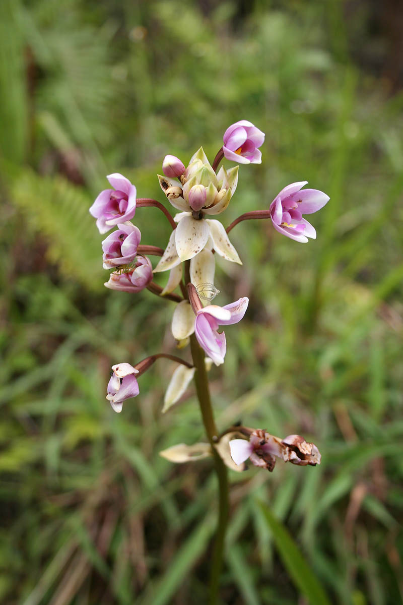 Изображение особи семейство Orchidaceae.