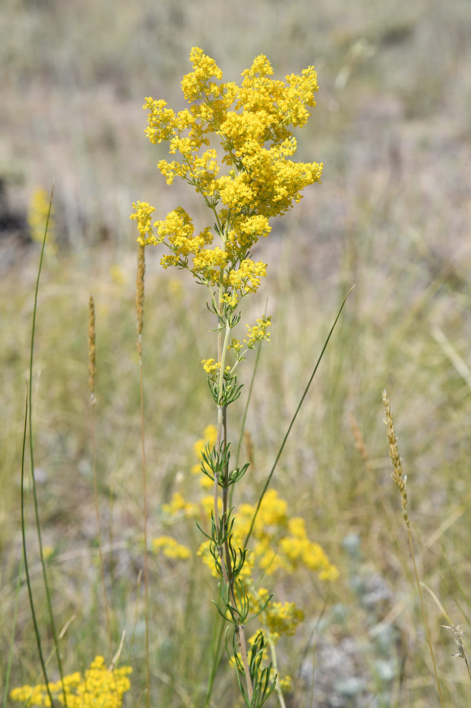 Изображение особи Galium verum.