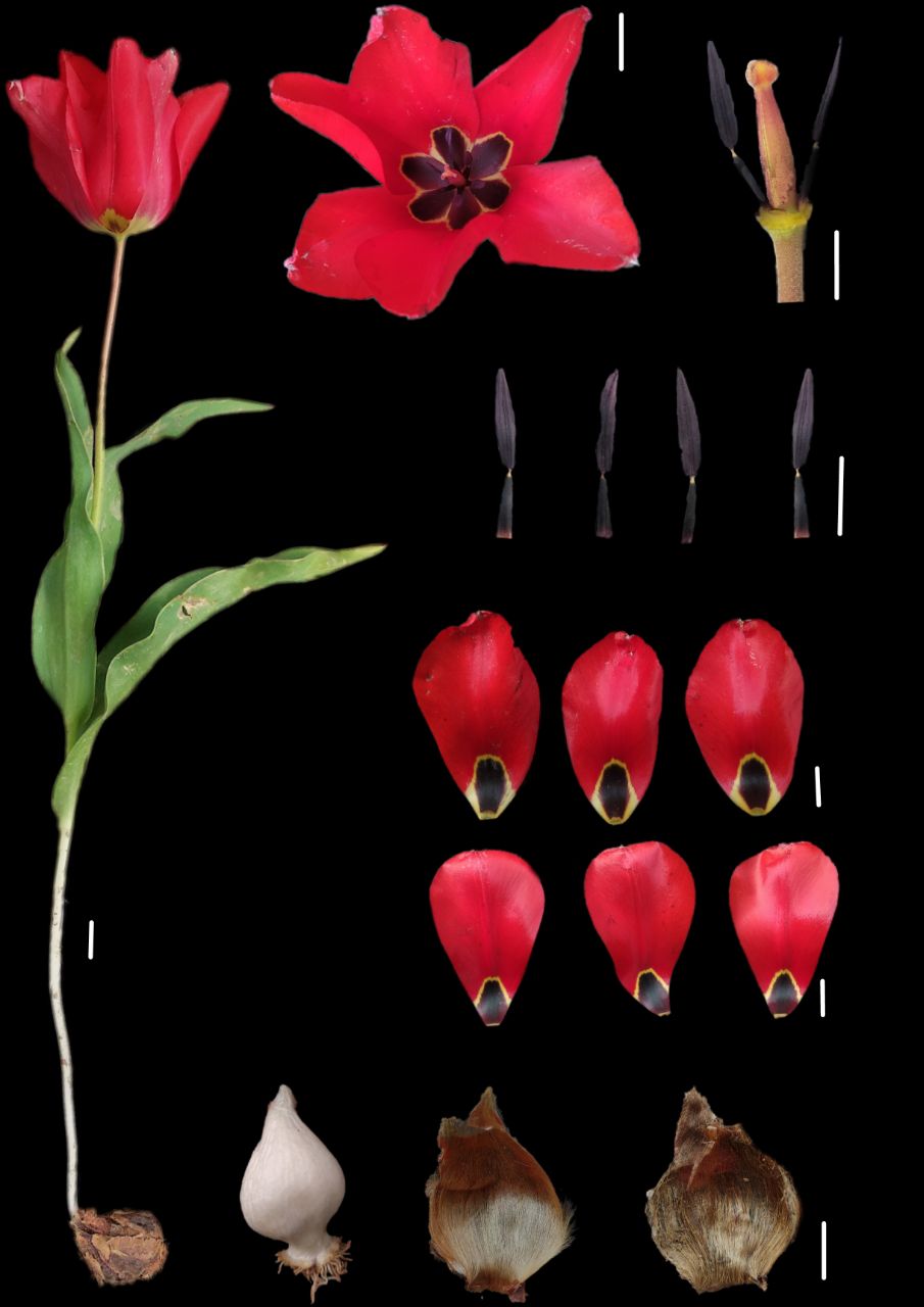 Image of Tulipa lanata specimen.