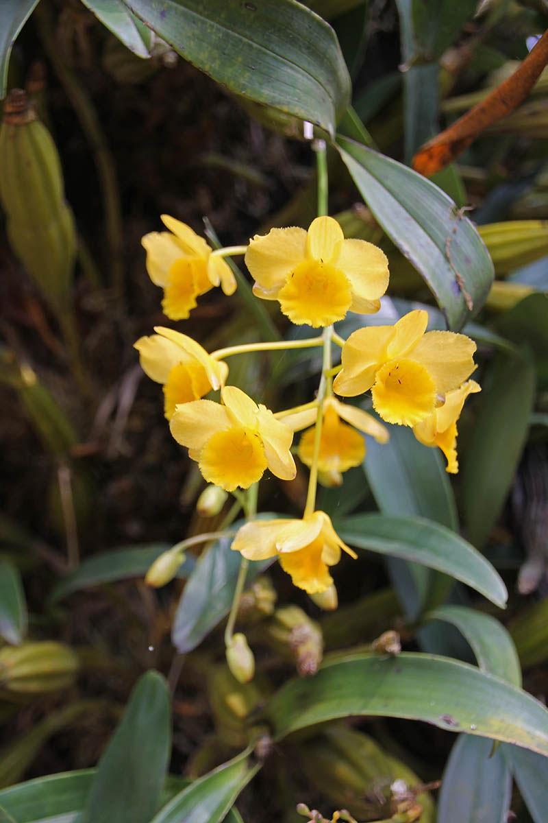 Изображение особи Dendrobium chrysotoxum.