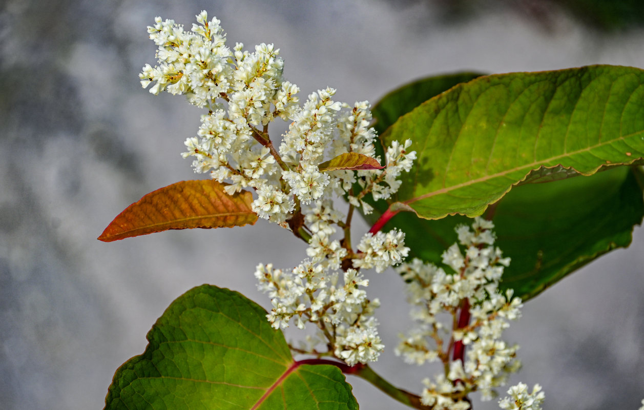 Изображение особи Reynoutria sachalinensis.