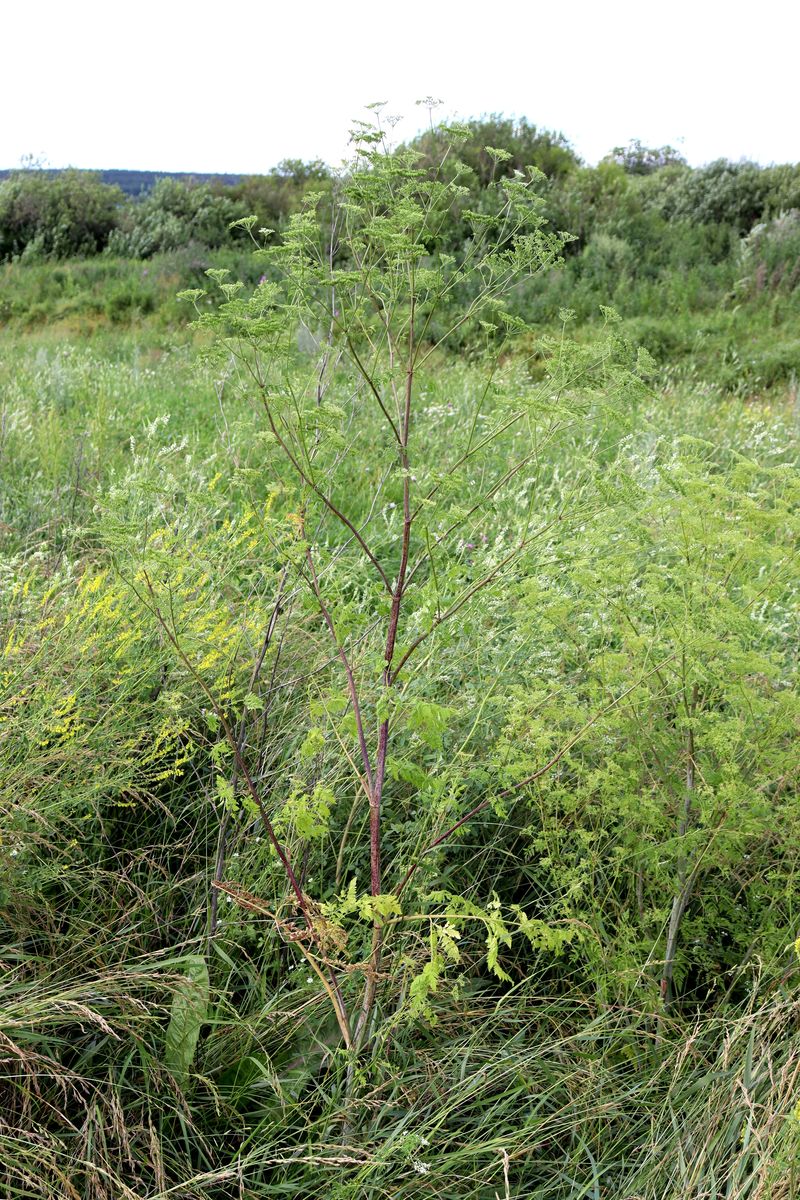 Изображение особи Conium maculatum.