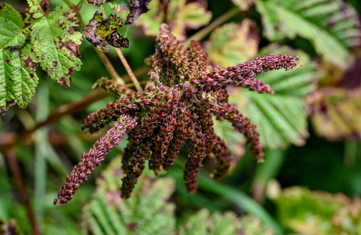 Изображение особи Aruncus dioicus.