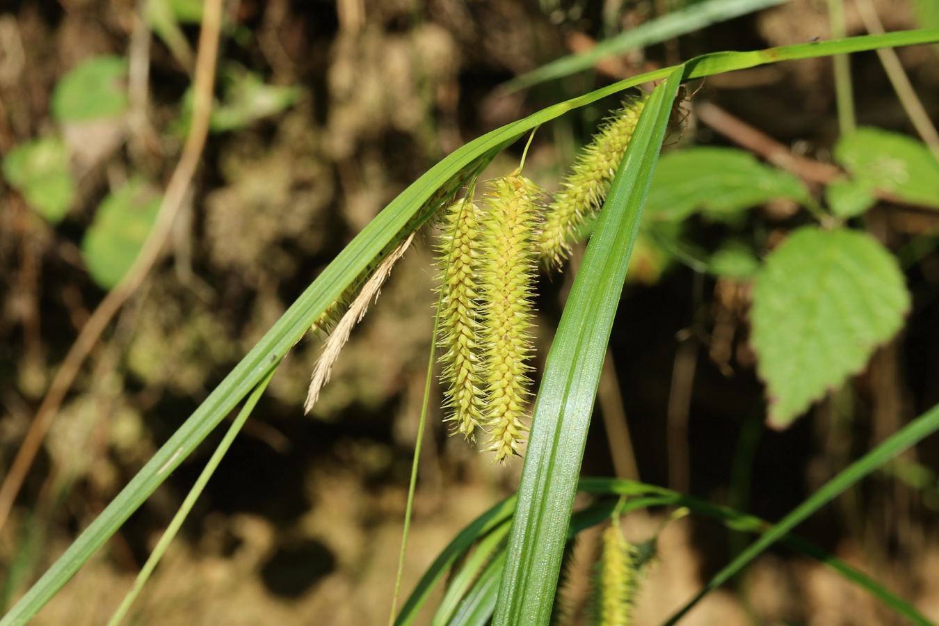 Изображение особи Carex pseudocyperus.