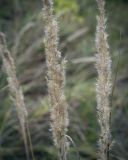 Calamagrostis epigeios. Соплодия. Москва, Северо-Западный административный округ, р-н Строгино, Щукинский полуостров, разнотравный луг. 16.09.2022.