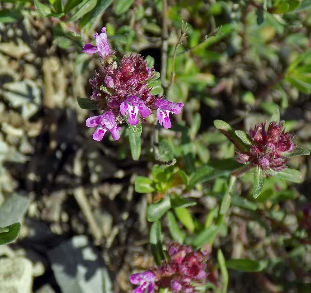 Image of Thymus elenevskyi specimen.