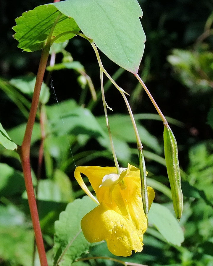 Изображение особи Impatiens maackii.