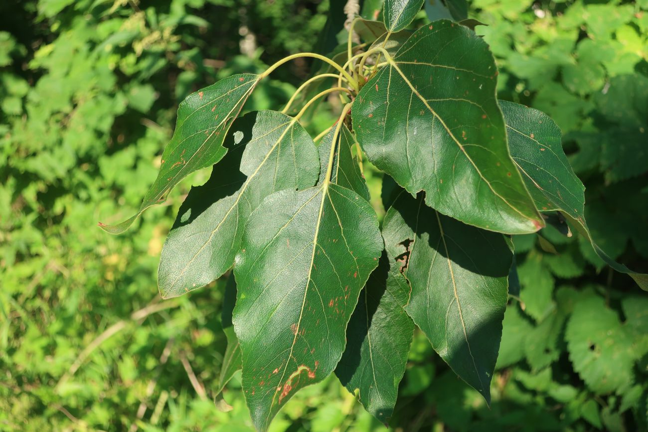 Image of Populus longifolia specimen.