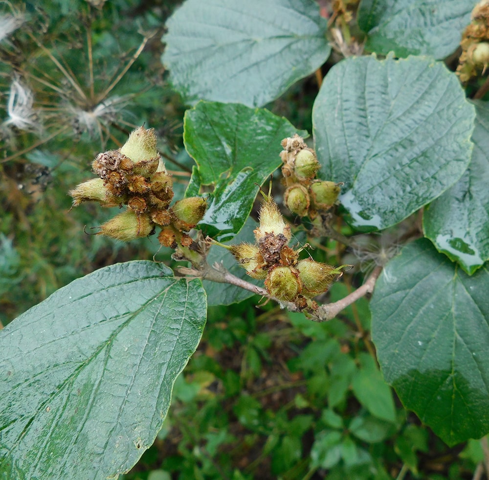 Изображение особи Fothergilla gardenii.