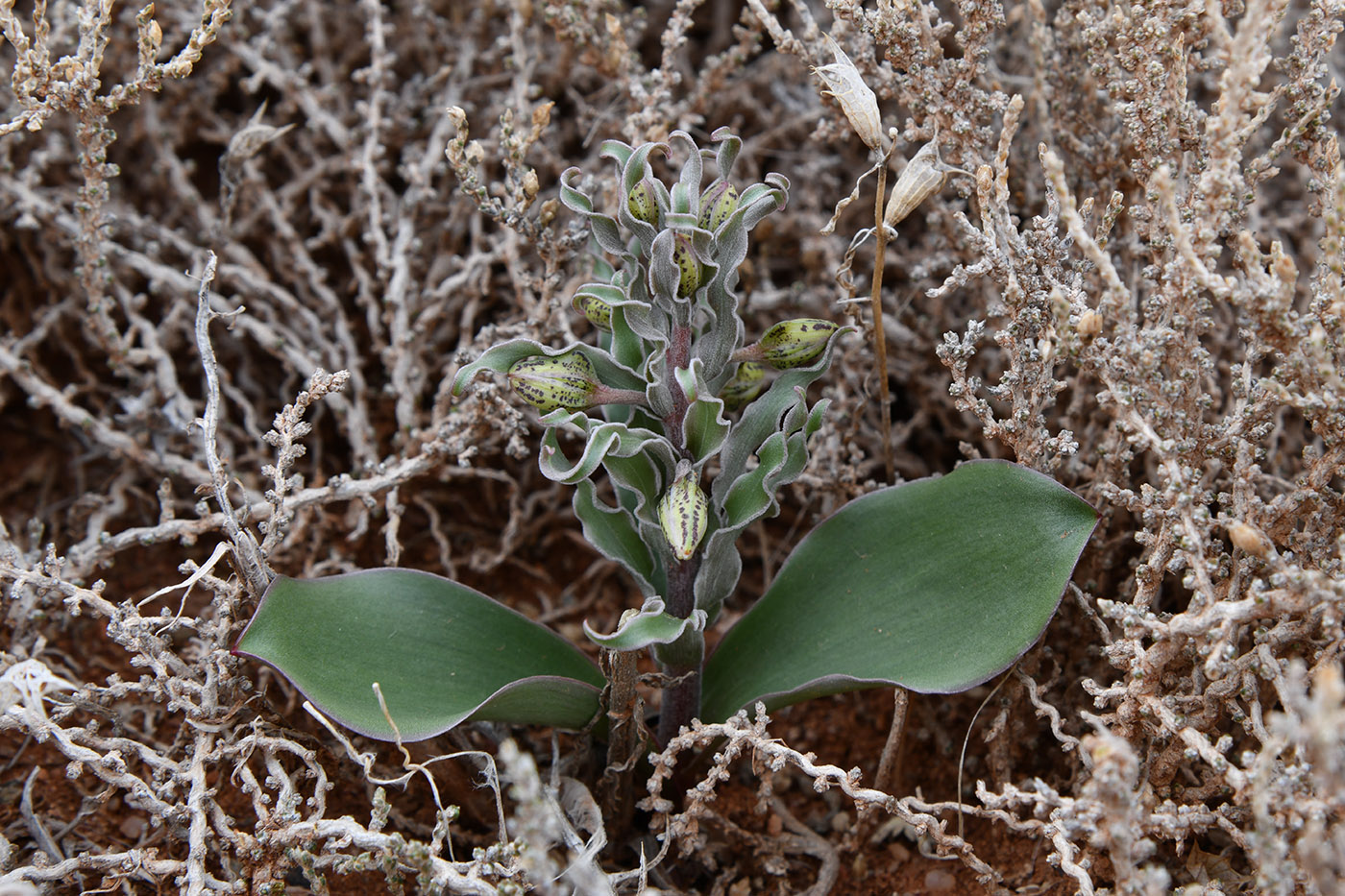 Изображение особи Rhinopetalum karelinii.