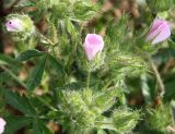 Malva setigera