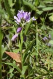 Polygala calcarea